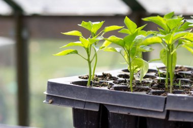 Biber tohumları. Serada tohumlar var, yakın plan. Tarım mevsimine hazırlık konsepti.