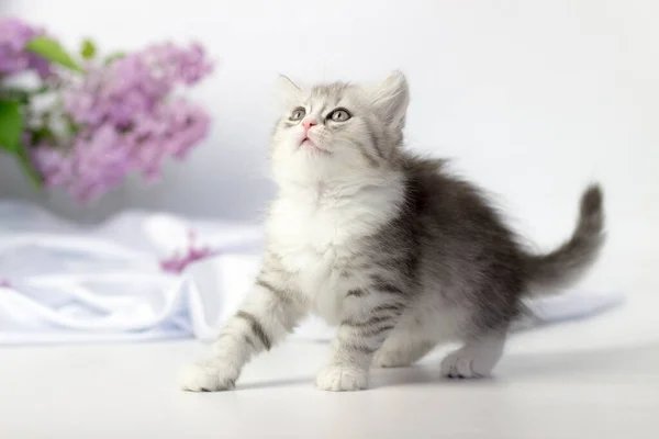 Leuke huisdieren. Klein katje ras van Schotse highland stright kat op een witte achtergrond met lila elementen. — Stockfoto