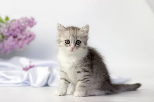 かわいいペット。白い背景にライラックの要素とスコットランドの高地のストレート猫の小さな子猫の品種. — ストック写真