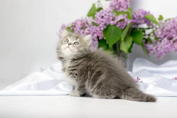 Leuke huisdieren. Klein katje ras van Schotse highland stright kat op een witte achtergrond met lila elementen. — Stockfoto