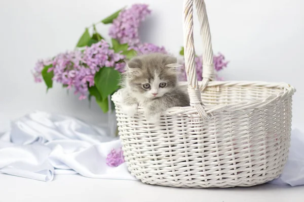 Cute pets. Little kitten breed of scottish highland stright cat on a white background with lilac elements. — Stock Photo, Image