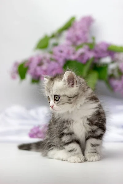 Leuke huisdieren. Klein katje ras van Schotse highland stright kat op een witte achtergrond met lila elementen. — Stockfoto