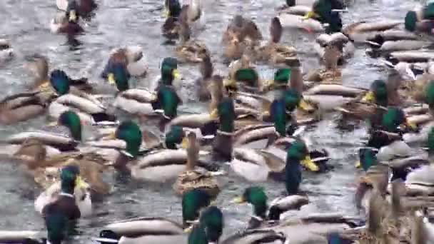 Viele Enten Einer Kleinen Wasserfläche — Stockvideo