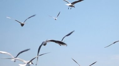 Gökyüzüne karşı bir kuş sürüsü. Yavaş çekim