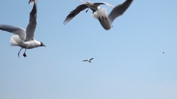 空に向かって鳥の群れ スローモーション — ストック動画