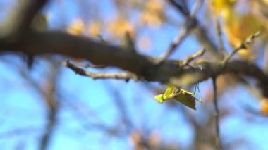 Böcek Duası Mantid Ağaç Dalında Sürünüyor