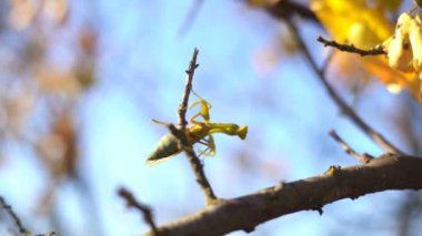 Böcek Duası Mantid Ağaç Dalında Sürünüyor
