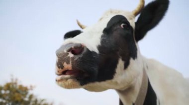 Siyah beyaz komik inek çiğniyor. Hayvan kameraya bakıyor, yakından..