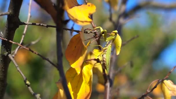 Mantis de prières d'insectes Se faufiler sur une branche d'arbre