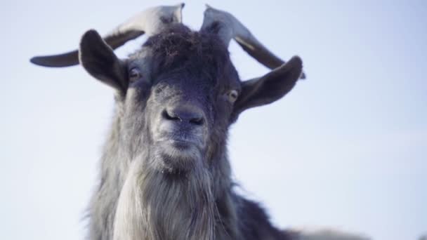 Chèvre drôle avec des cornes en gros plan. L'animal montre la langue. Ralentisseur