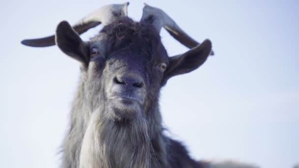 Lustig Get Med Horn Nära Håll Djuret Visar Tungan Långsamma — Stockvideo