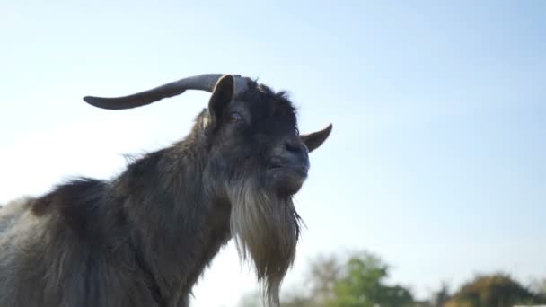 Grappige Geit Met Hoorns Van Dichtbij Het Dier Toont Tong — Stockvideo