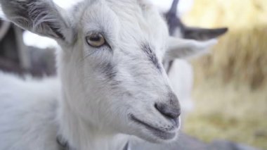 Küçük keçi ağzını açar. Hayvan kafası yaklaş, 4k