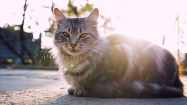 Domestic cat sits on the street against the background of the sun. — Stock Footage Domestic Cat Sits Street Background Sun Stock Video