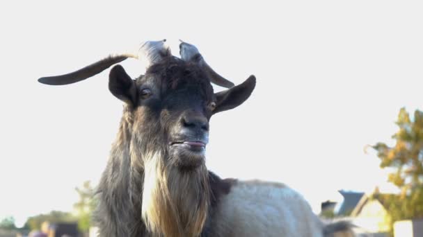 Grappige Geit Kijkt Naar Camera Laat Zijn Tong Zien Langzame — Stockvideo