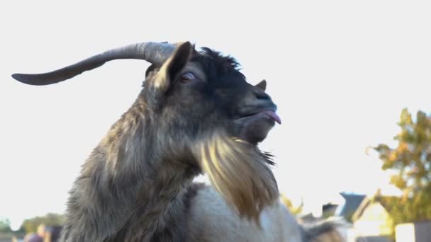 Graciosa Cabra Con Cuernos Cerca Animal Muestra Lengua Movimiento Lento — Vídeos de Stock