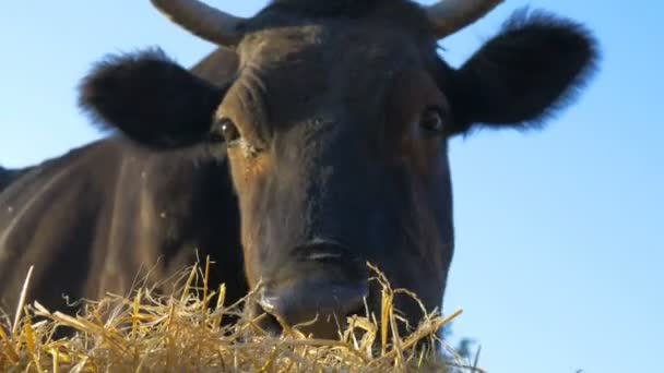 Black Cow Eats Hay — ストック動画