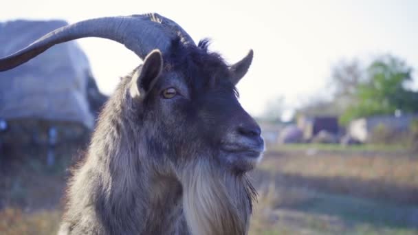 Getter Med Stora Horn Roliga Grimaser Vid Kameran — Stockvideo