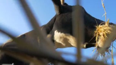 Saman çiğneyen bir ineğe yakın çekim,