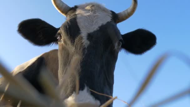 Feno Mascar Vaca Close — Vídeo de Stock