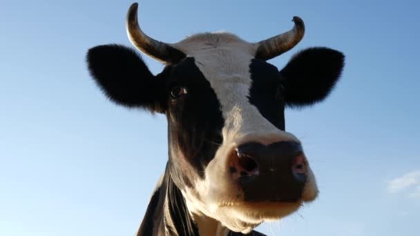 Vaca Mirando Cámara Cabeza Vaca Cielo Fondo — Vídeos de Stock