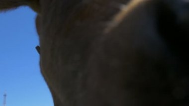 İnek burnunu kameraya sokuyor.