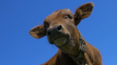 Buzağının kafası mavi gökyüzünün arka planında.