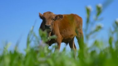 Yeşil otlar ve möleyen bir çayırda duran buzağı.
