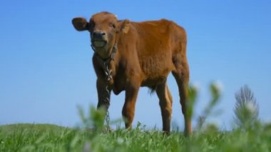 Genç buzağı çayırda otluyor yeşil otlarla