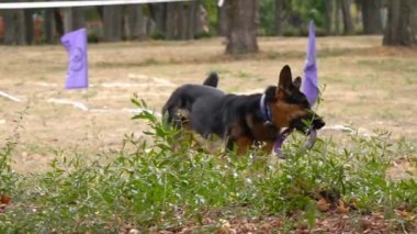 Köpek çekici bir oyuncak yakalar, ağır çekimde.