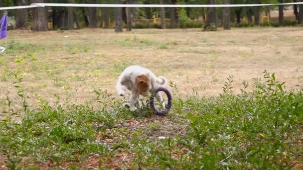 Hond Vangt Een Puller Speelgoed Slow Motion — Stockvideo