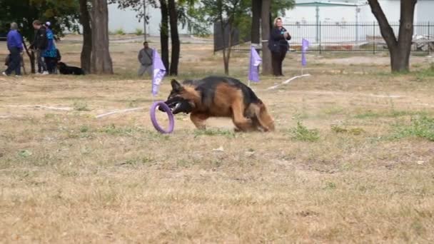 Hond Vangt Een Puller Speelgoed Slow Motion — Stockvideo
