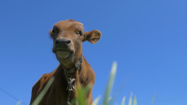 Vaca Jovem Pasto — Vídeo de Stock