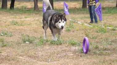 Yavaş çekim, köpek koşar ve bir oyuncak çekiciyi yakalar.