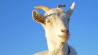 Keçi, mavi gökyüzüne doğru yaklaş