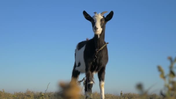 Capra Bianca Nera Pascolo — Video Stock