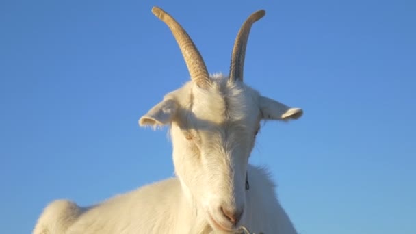 Goat Raises His Head Pet — Stock Video