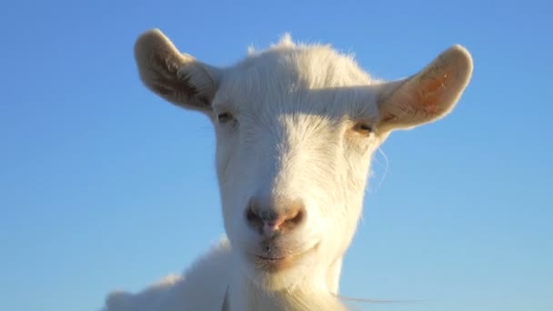 Chèvre drôle tord la tête .