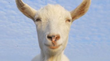 Komik keçi, keçiye yakın çekim, hayvan kameraya gider.