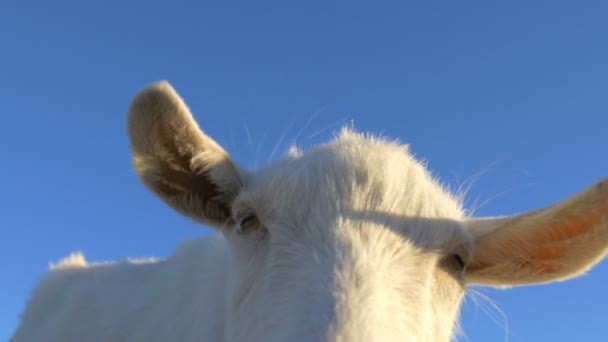 Chèvre drôle tourne la tête et regarde dans la caméra 