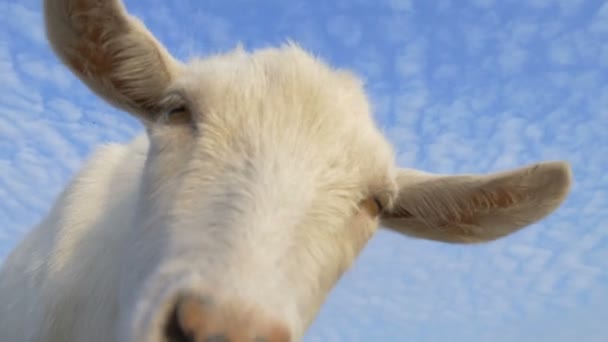 Goat Pokes His Nose Camera — Stock Video