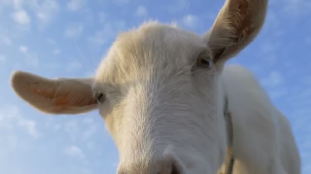 Chèvre blanche met son nez dans la caméra 