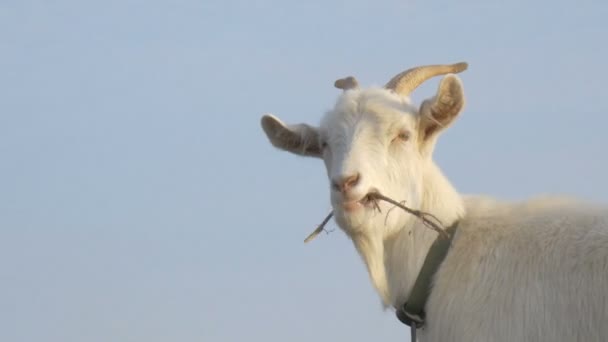 White Horned Goat Chewing Hay — Stock Video