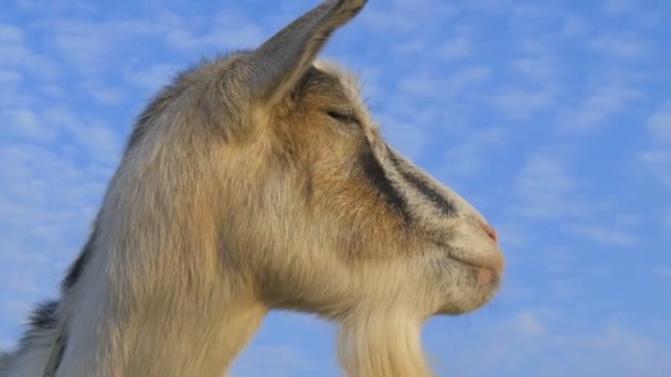 Goat Puts His Nose Camera — ストック動画