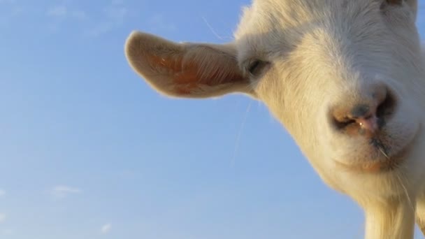 Zabawna Koza Patrząca Kamerę — Wideo stockowe