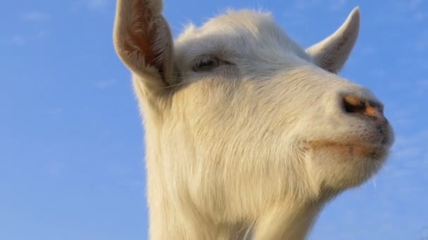 Funny White Goat Close — Stock Video