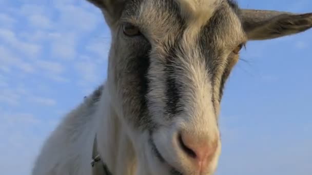 Chèvre Regarde Dans Caméra Vers Elle — Video