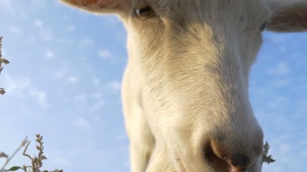 Chèvre renifle l'herbe et colle son nez dans la caméra 