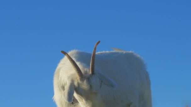 Chèvre mâche une corde qui est attachée 