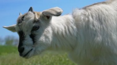 Komik genç keçi başını döndürüyor